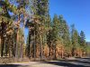 Highway20_DyingTrees_IMG_4514_600px