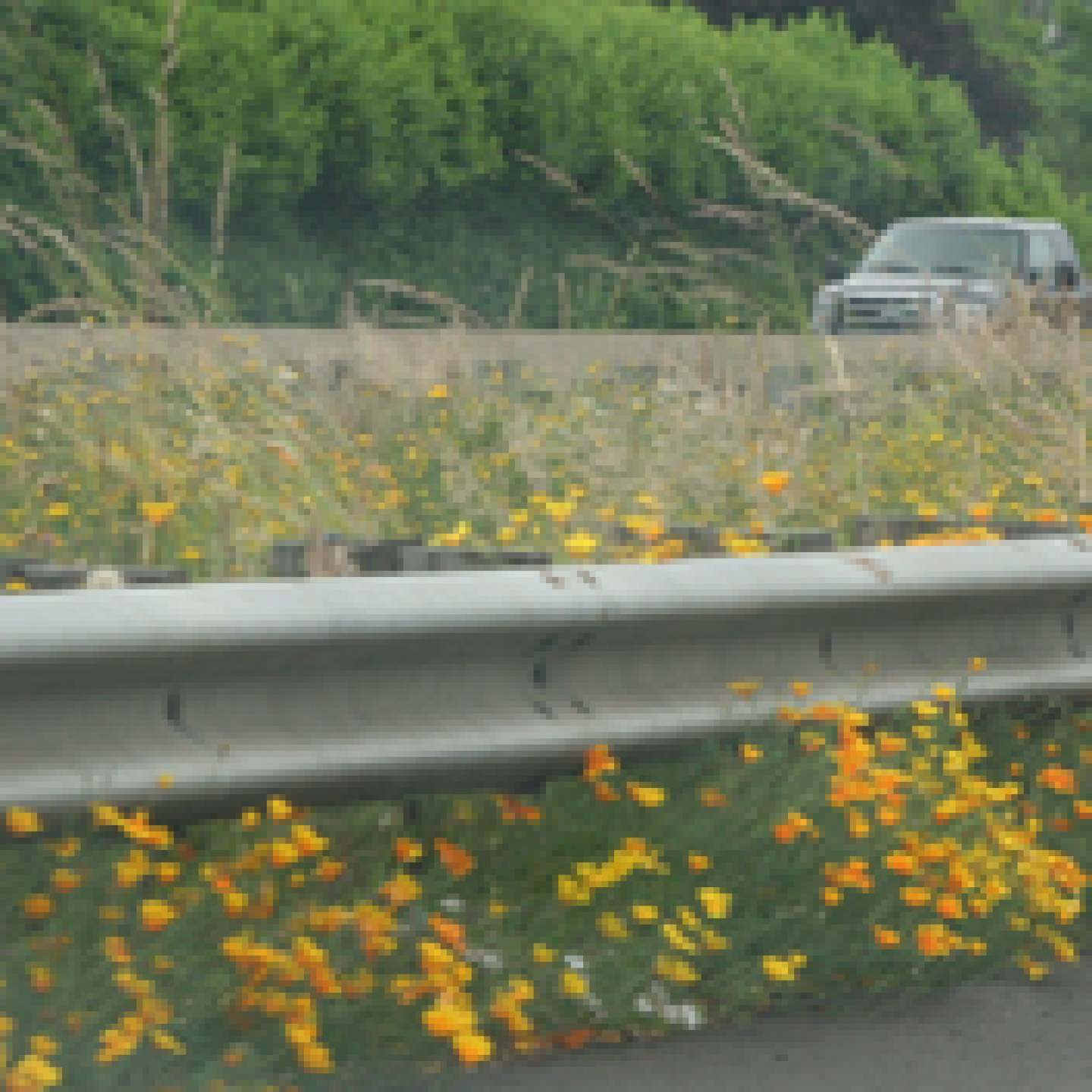 highway_flowers