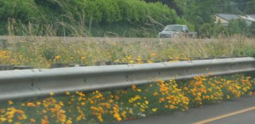 highway_flowers