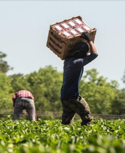 FarmworkerCarriesBoxProduce_600px