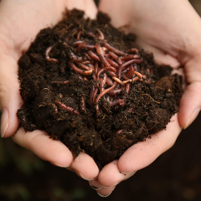 Woman holding worms with soil, closeup