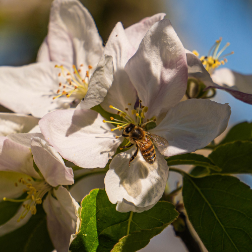 Pollinator Garden SQ 4
