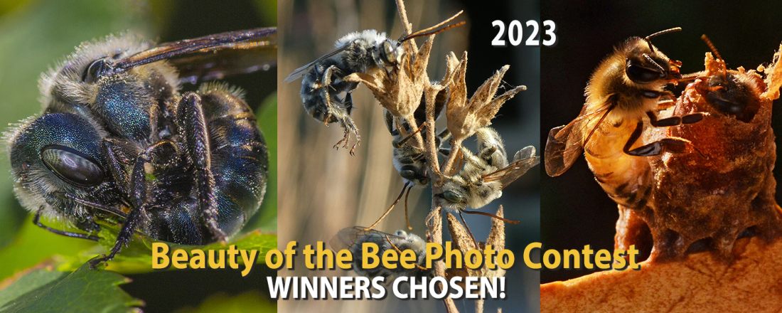 2023_BoftheBee_PhotoContest_WINNERS_Banner