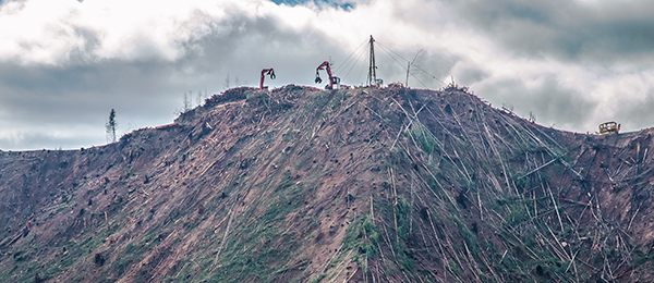 Section8-acitve-logging-at-headwaters-of-OxbowCreek_CROP_600px