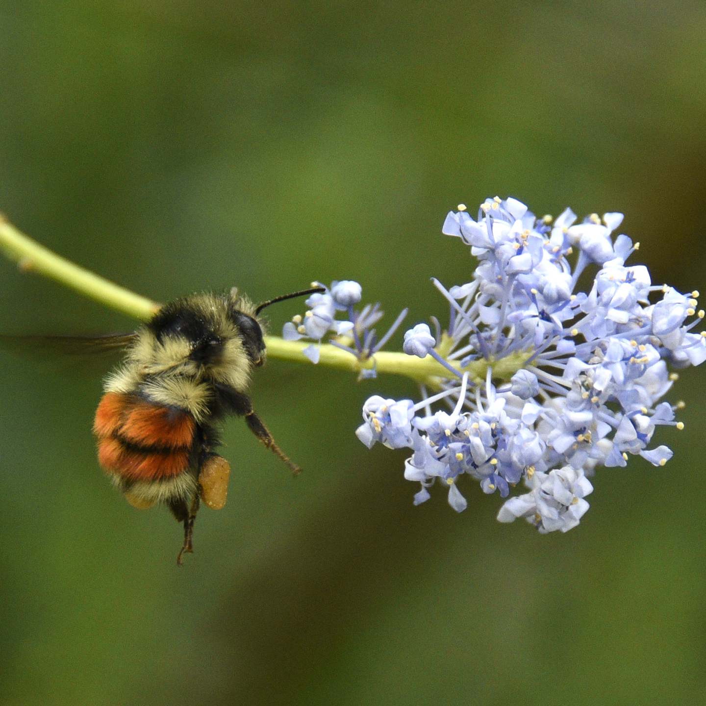 Evelyn Sherr - Black Tailed Bumble Bee