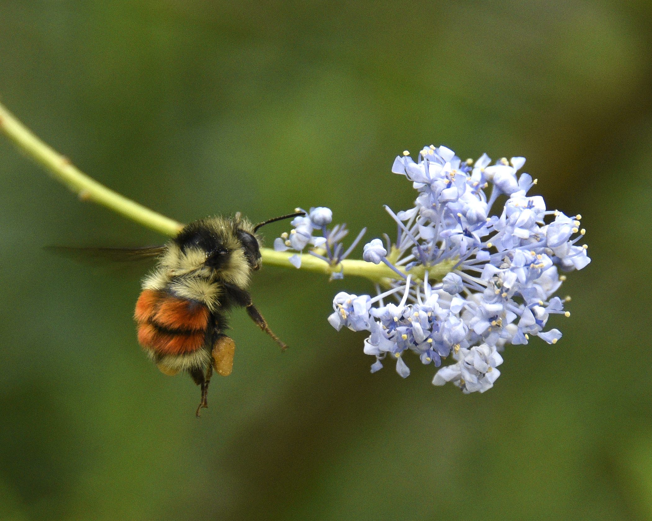 Evelyn Sherr - Black Tailed Bumble Bee