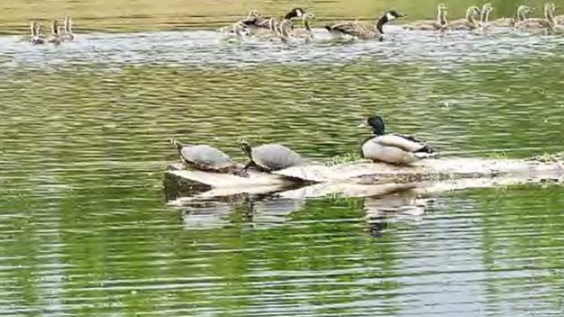 Golden Garden Ponds Park_ducks_800x600