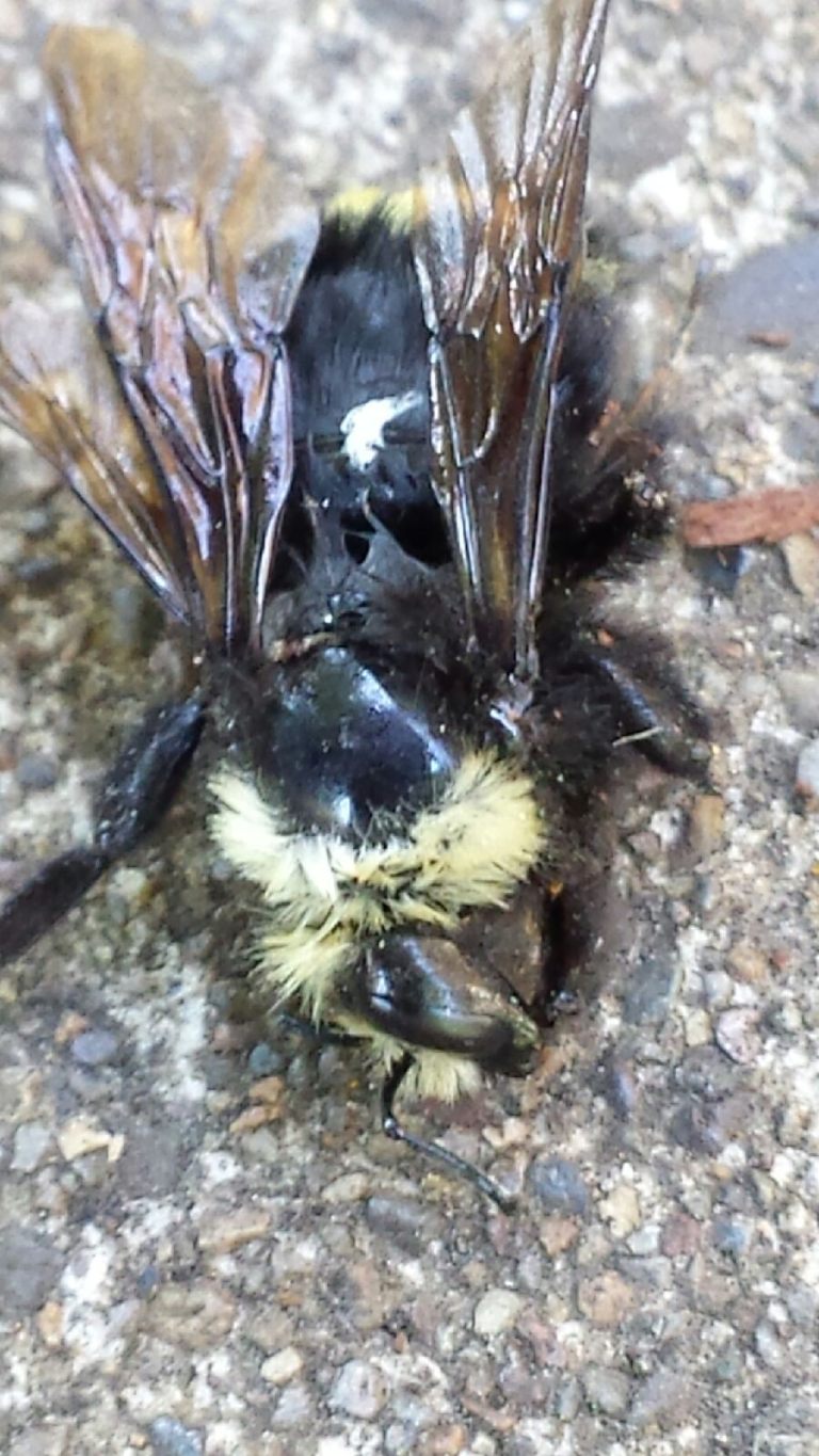 Heartbreaking Day for Bees in Eugene during National Pollinator Week