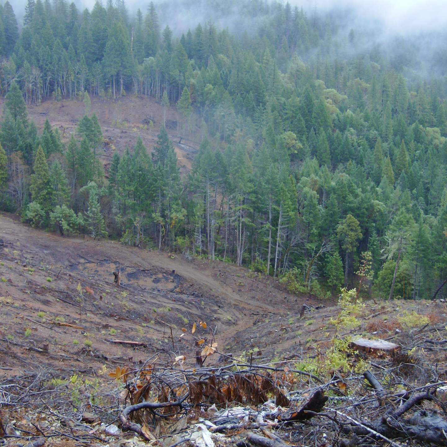 Clear Cut, Josephine County