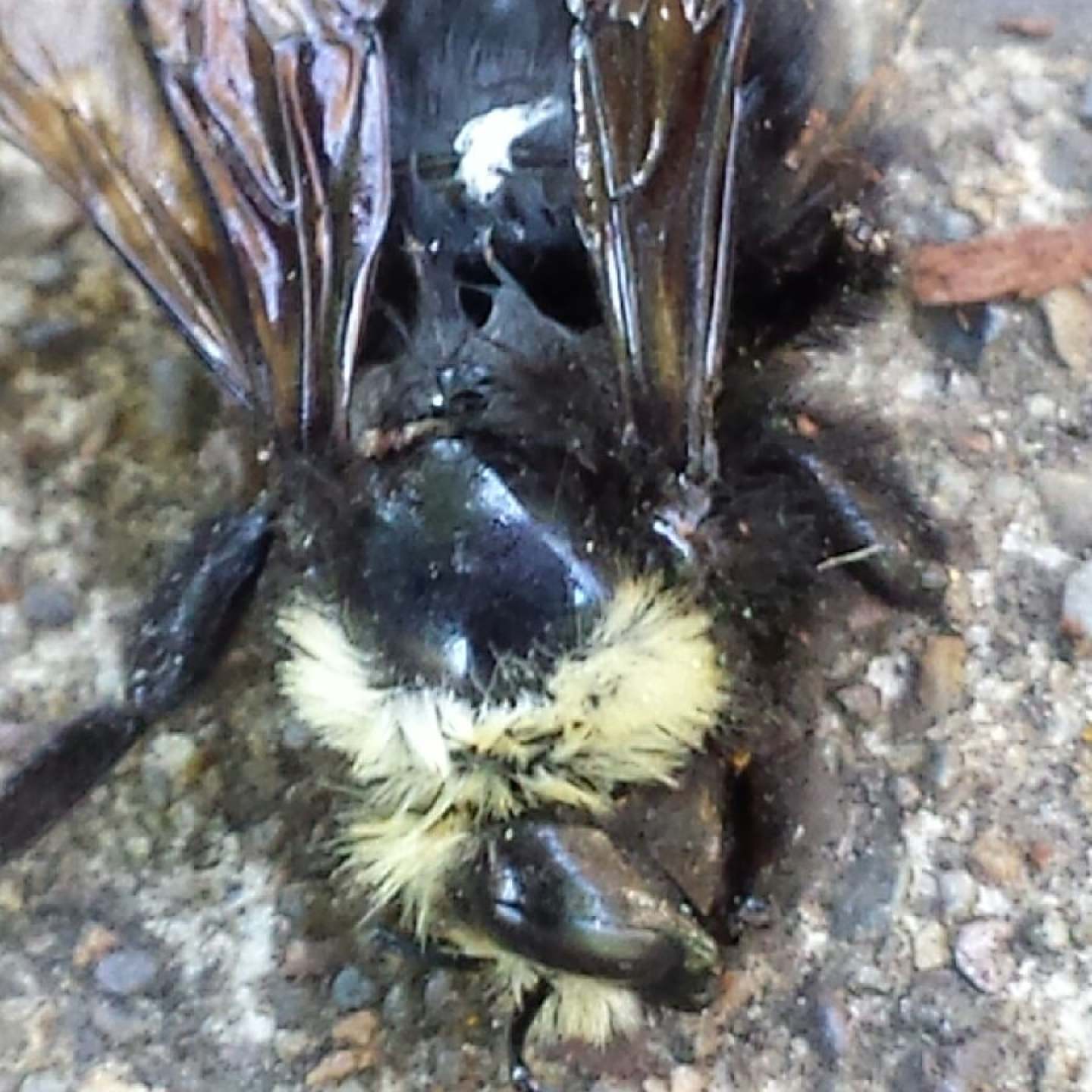 West Eugene bumble bee dead after neonic spray