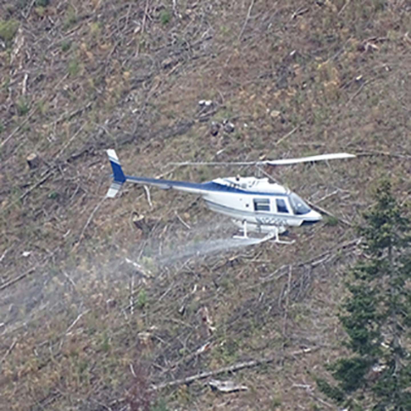 FrancesE_HelicopterSpraying_SQ_400px