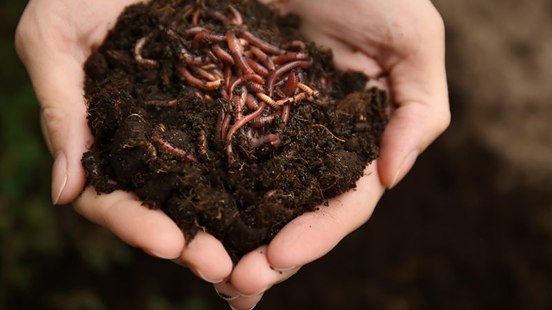 Woman holding worms with soil, closeup