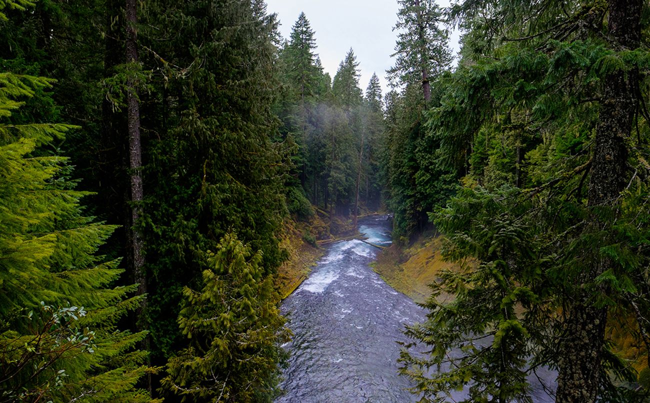 McKenzie River flowing below Koosah Falls in Oregon
