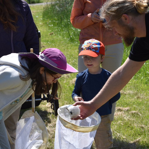 Bee Survey SQ