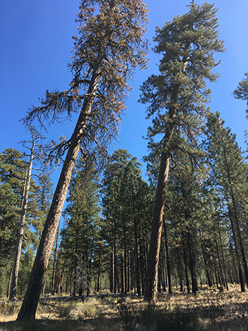 Image result for Oregon desert forest