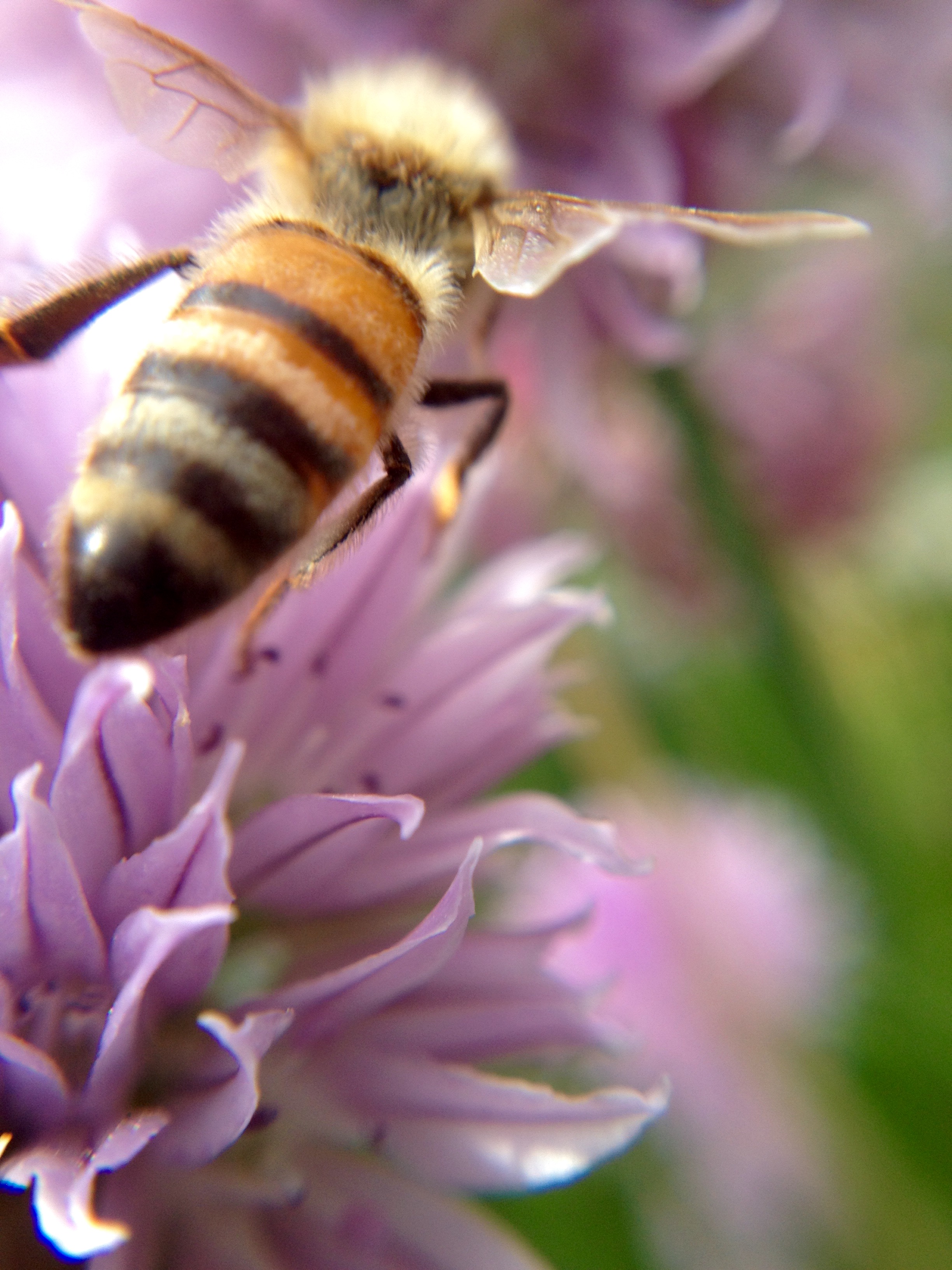 2015 Beauty of the Bee Director's Choice Winner